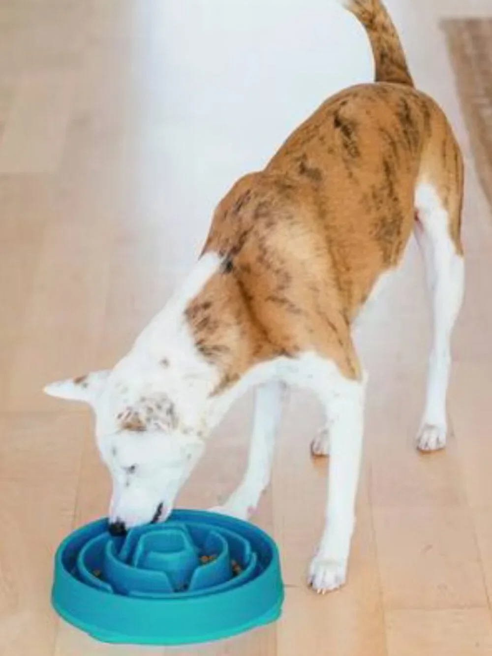 NWT ~ Outward Hound's Fun Feeder Slo Bowl For Dogs, Size Large/Regular